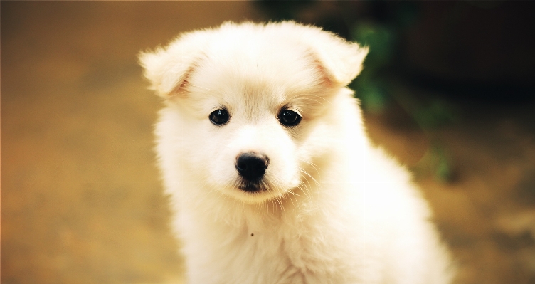 White sweet puppy dog Photo