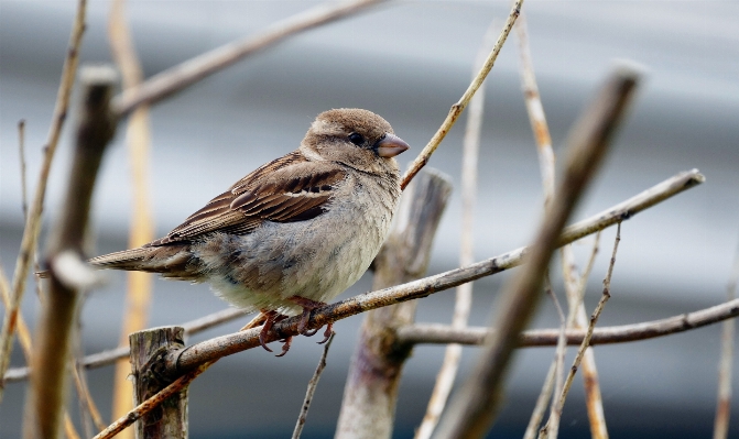 木 自然 ブランチ 鳥 写真