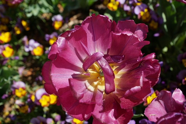 Blossom plant flower petal Photo