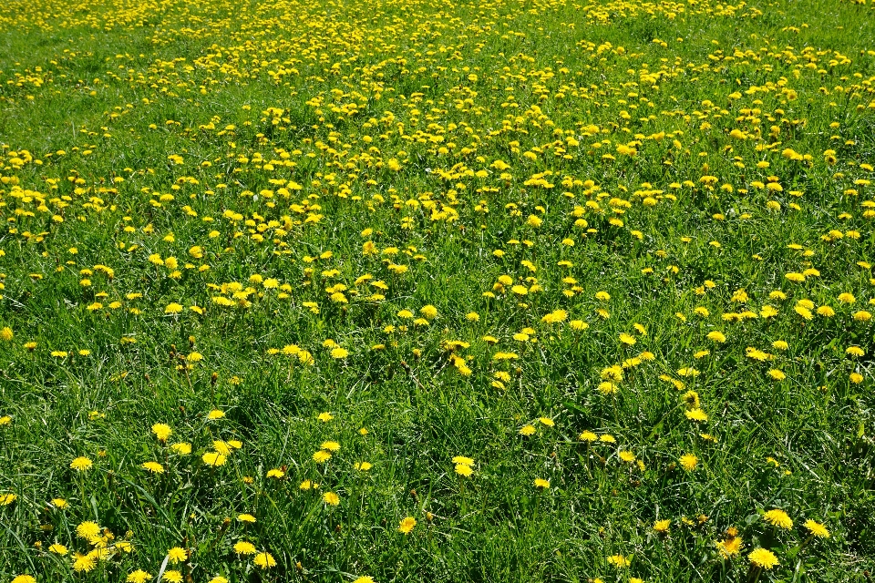 Natura erba pianta campo