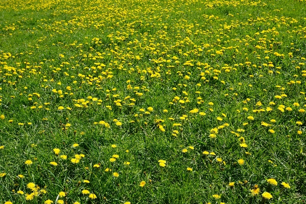 Nature grass plant field Photo