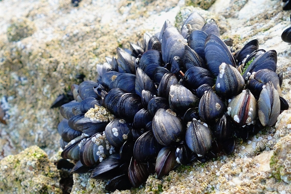 Meer restaurant tierwelt gericht Foto