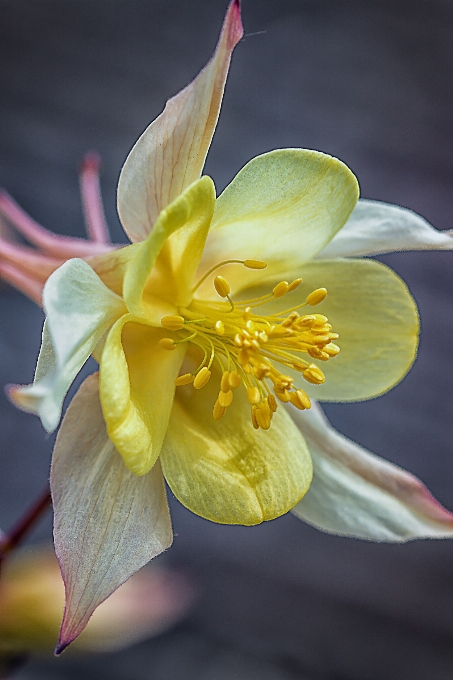 Fleurir usine blanc la photographie