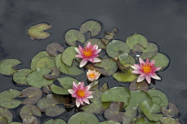 植物 葉 花 花弁 写真