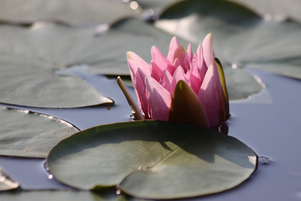 Blossom plant photography leaf Photo