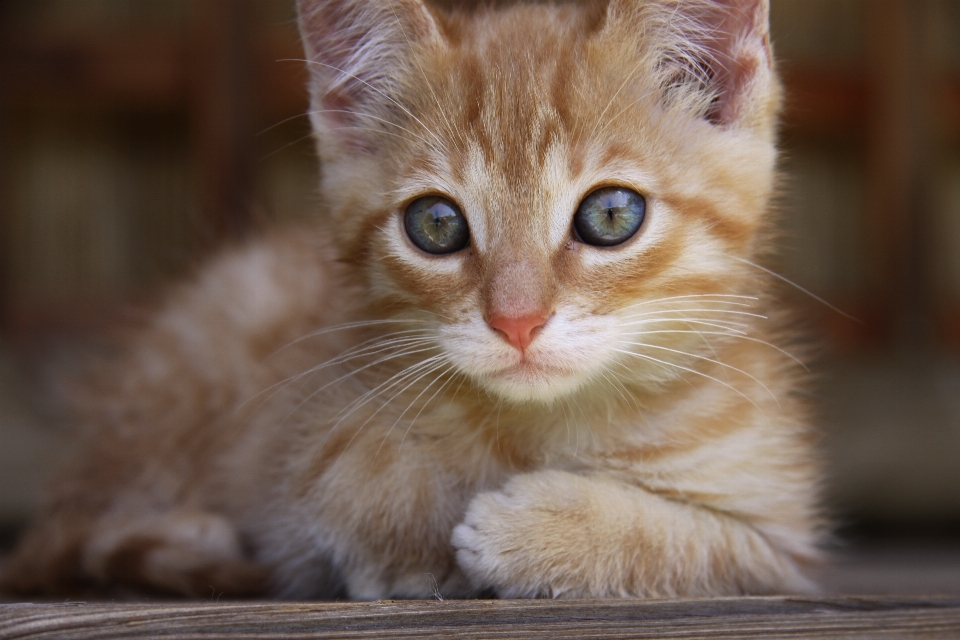 动物 宠物 小猫 猫