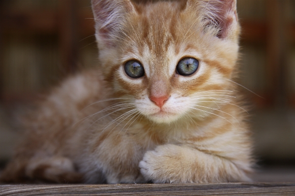 Photo Animal de compagnie chaton chat