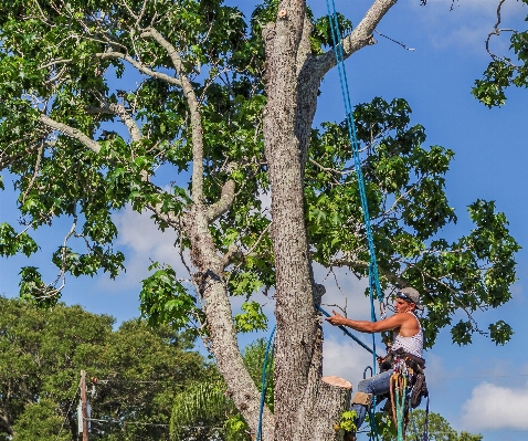 Foto Bekerja pohon cabang tanaman