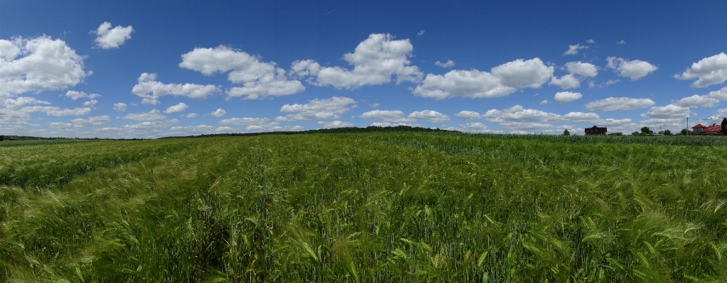 Landscape nature grass horizon Photo