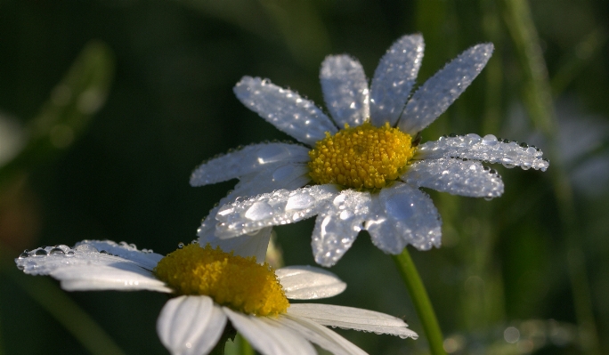 Nature blossom plant photography Photo