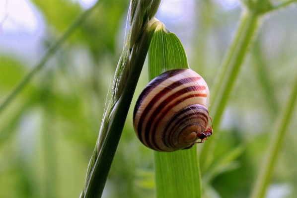 Foto Alam cabang fotografi daun