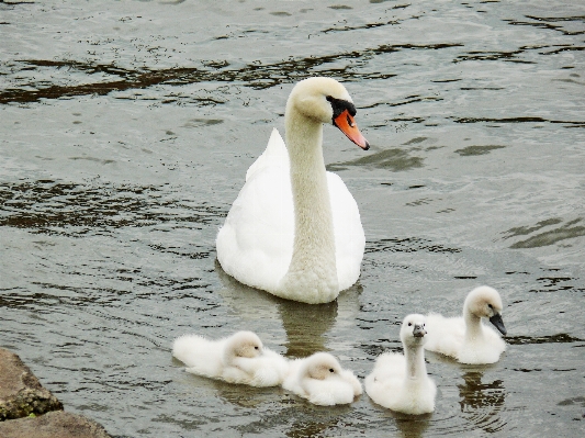 Photo Eau oiseau blanc mignon