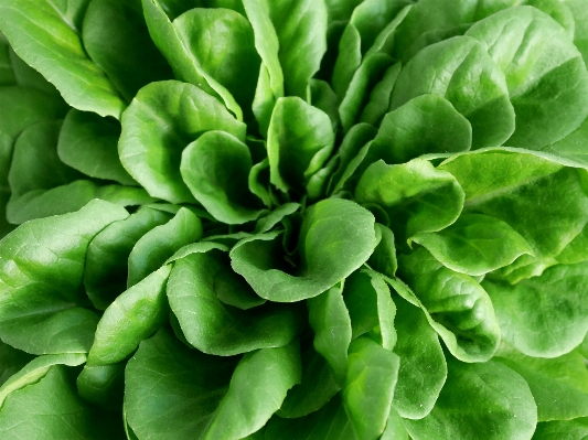 Plant leaf flower meal Photo