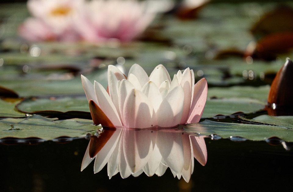 Water blossom plant leaf