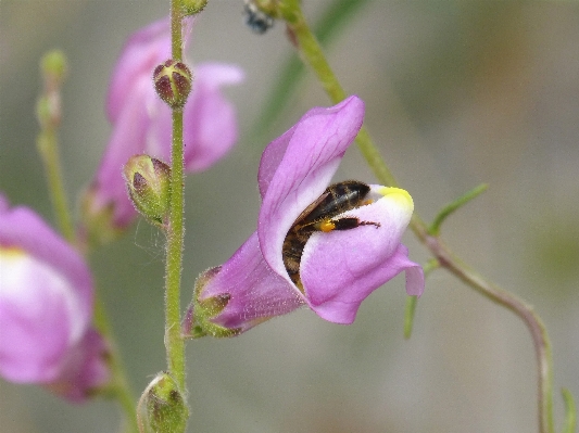 Nature blossom plant photography Photo