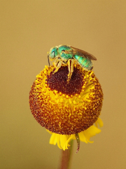 Tanaman bunga daun serbuk sari