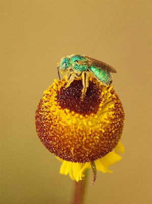 Plant flower petal pollen Photo