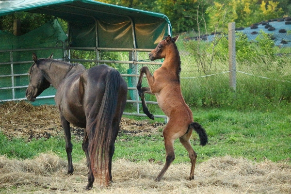 Meadow pasture horse mammal Photo