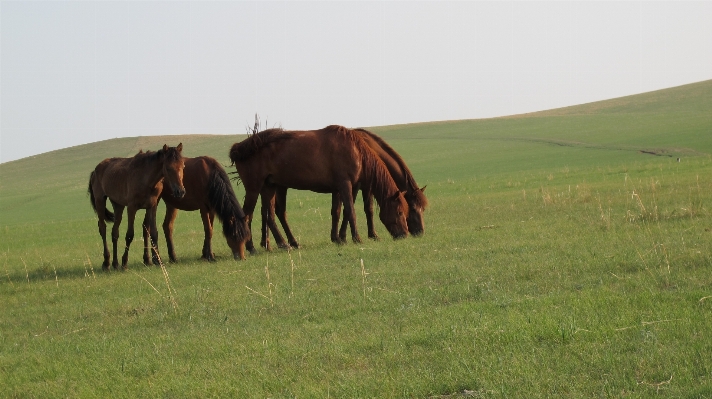 Landscape grass field meadow Photo