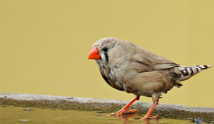 Bird wing wildlife beak Photo