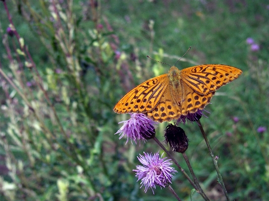 Nature plant prairie leaf Photo