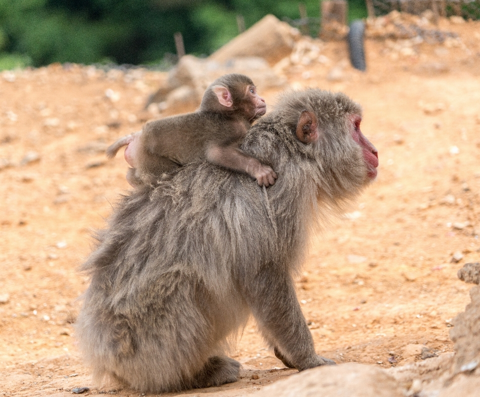 Natura montagna animale carino