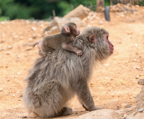 Foto Alam gunung satwa imut-imut