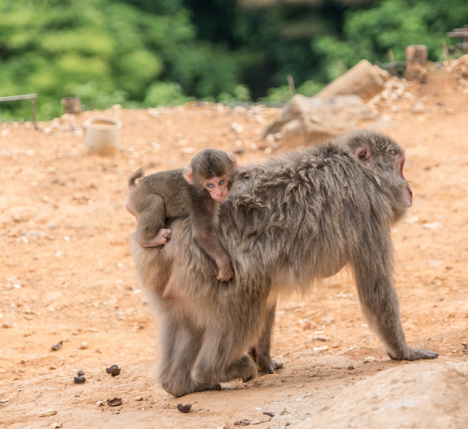 自然 山 動物 かわいい