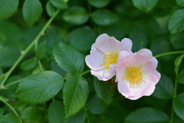 Blossom plant flower petal Photo