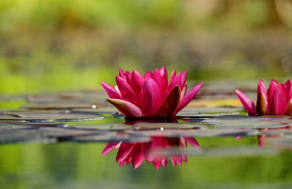 Water nature blossom plant