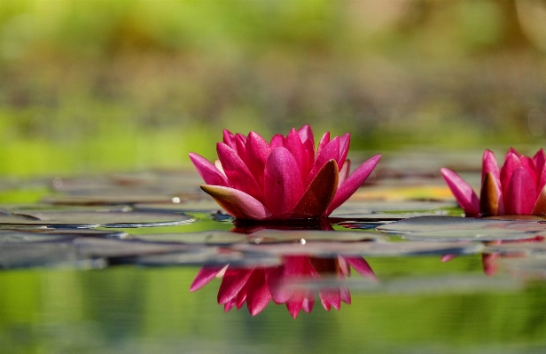 Water nature blossom plant Photo