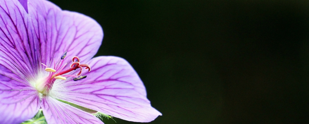 Nature blossom plant photography Photo