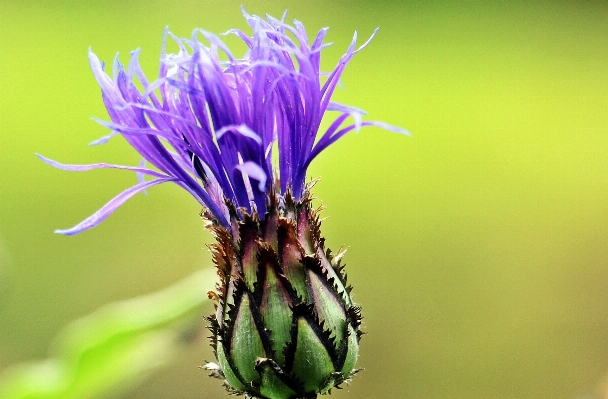 Nature grass blossom plant Photo