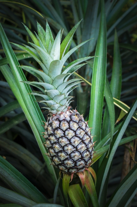 Baum natur anlage frucht