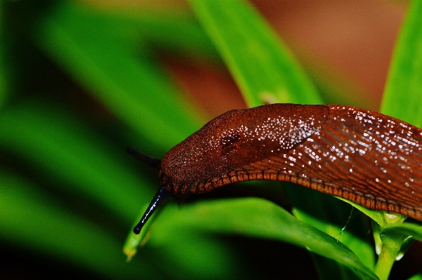 Nature photography leaf flower Photo