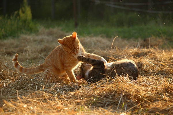 Grass play summer wildlife Photo