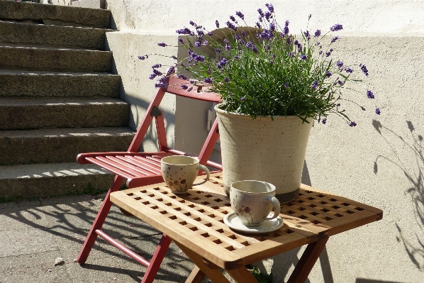 Table sun flower chair Photo