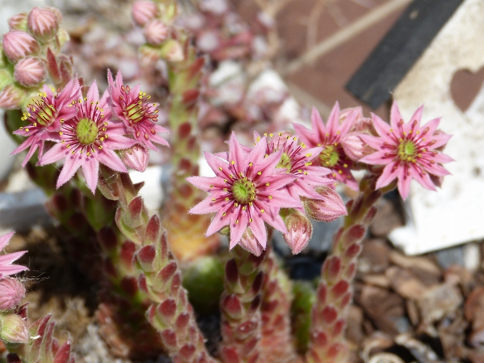 Blossom cactus plant sun