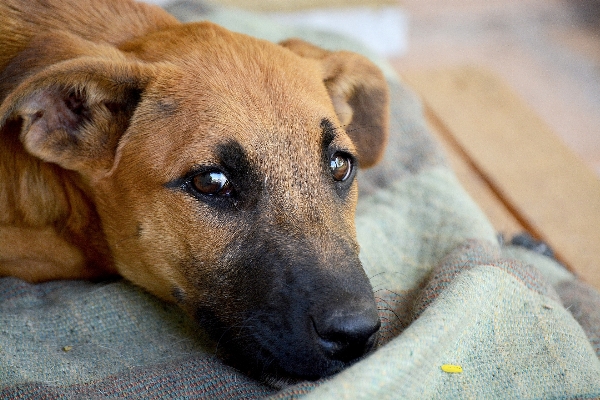 Foto Filhote de cachorro animal mamífero