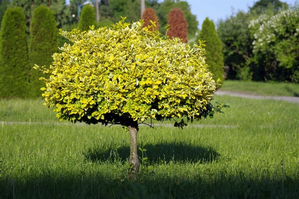 Tree nature grass blossom Photo