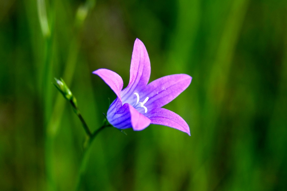 Nature herbe usine la photographie