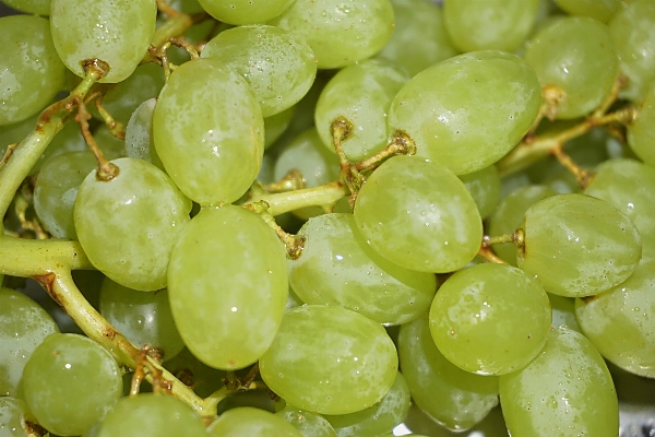 Nature plant grape vine Photo