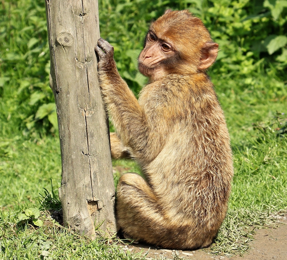 Nature animal faune pensée