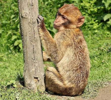 Nature animal wildlife thinking Photo