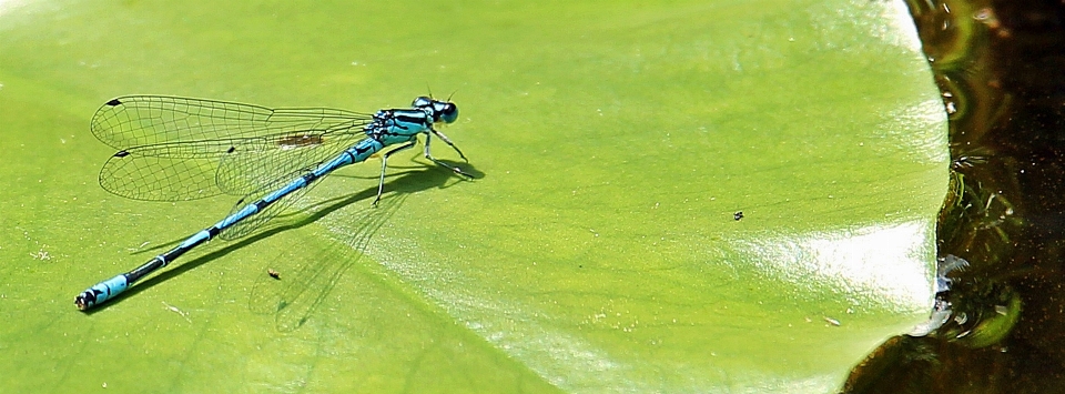 Acqua natura ala foglia