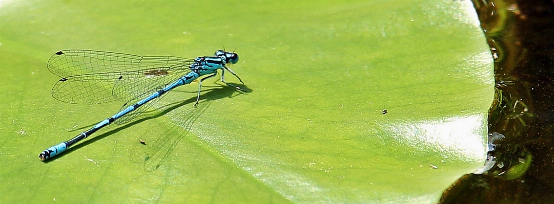 Foto água natureza asa folha