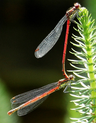 Foto água natureza asa fotografia