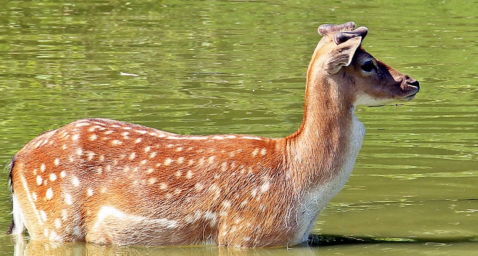 Woda natura jezioro zwierzę