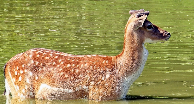 水 自然 湖 動物 写真