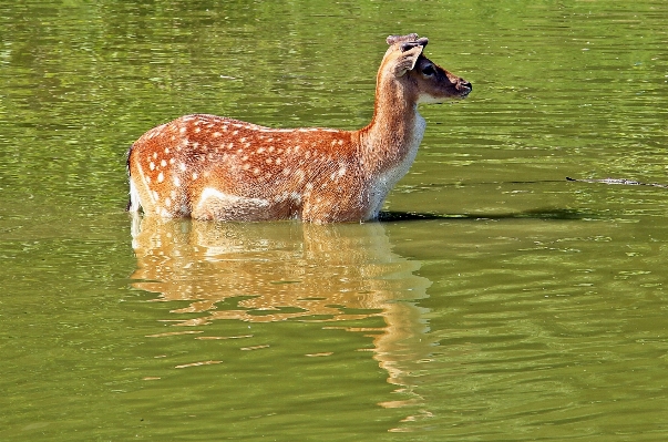 水 自然 湖 動物 写真